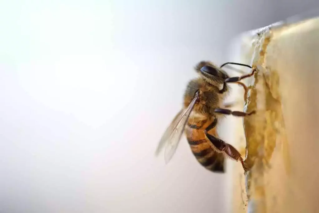 Singular bee in the process of making honey in the bee-keeping hive.