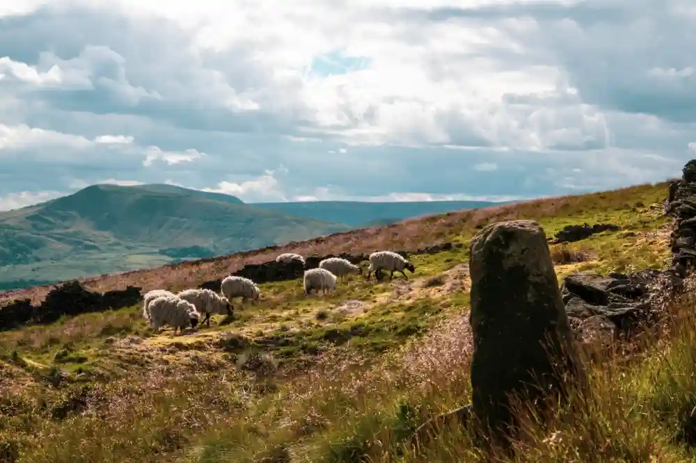 Sheep and beautiful nature on the top of Peak District mountain in the UK, as one of the best places to travel with friends to.